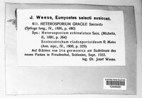 Cladosporium iridis image